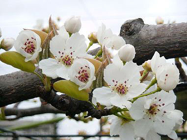 梨の花